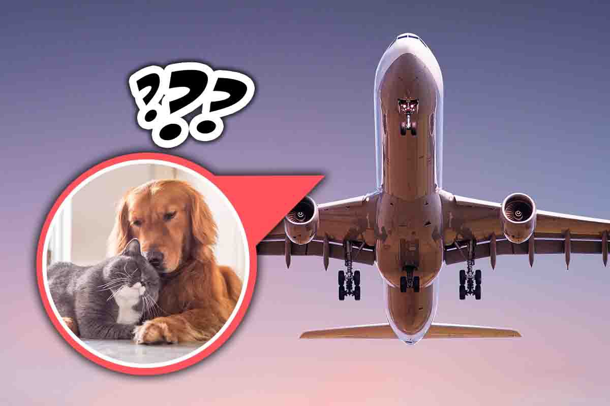 Trasportare cani e gatti in aereo si può