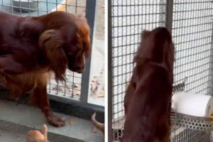 Il cane scappa
