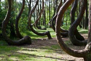 alberi ricurvi