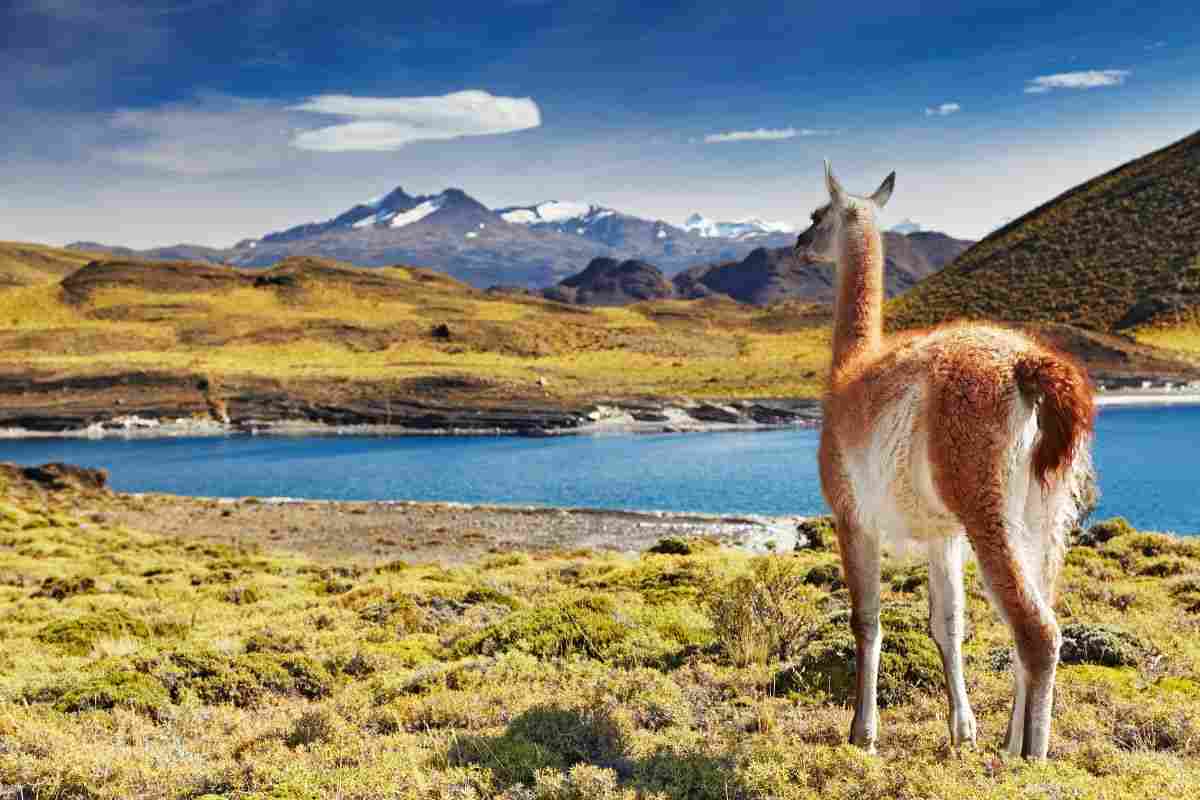 Viaggio in Patagonia