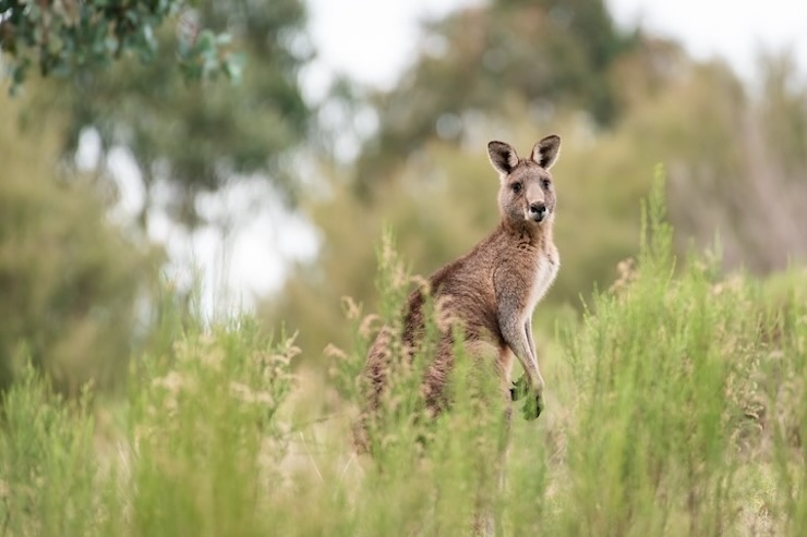 canguro australia