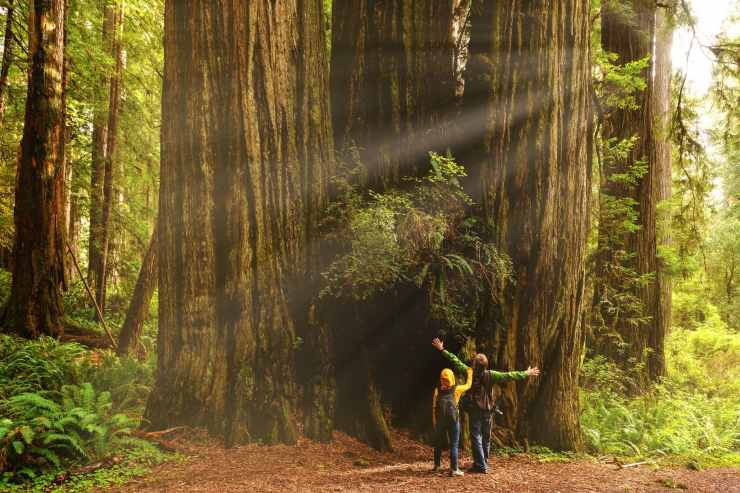 Quali caratteristiche hanno le sequoie più alte del mondo