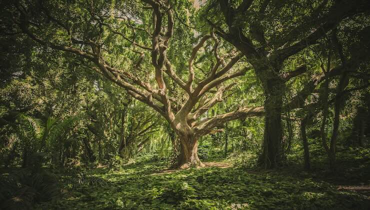 foresta amazzonica