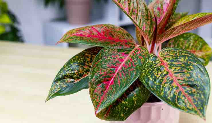 Aglaonema