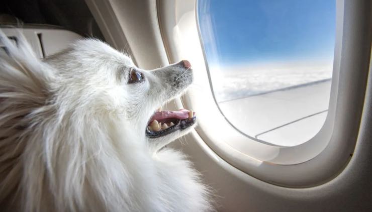 Cane in aereo