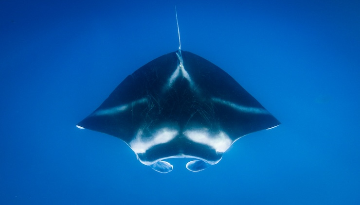 manta alle fiji