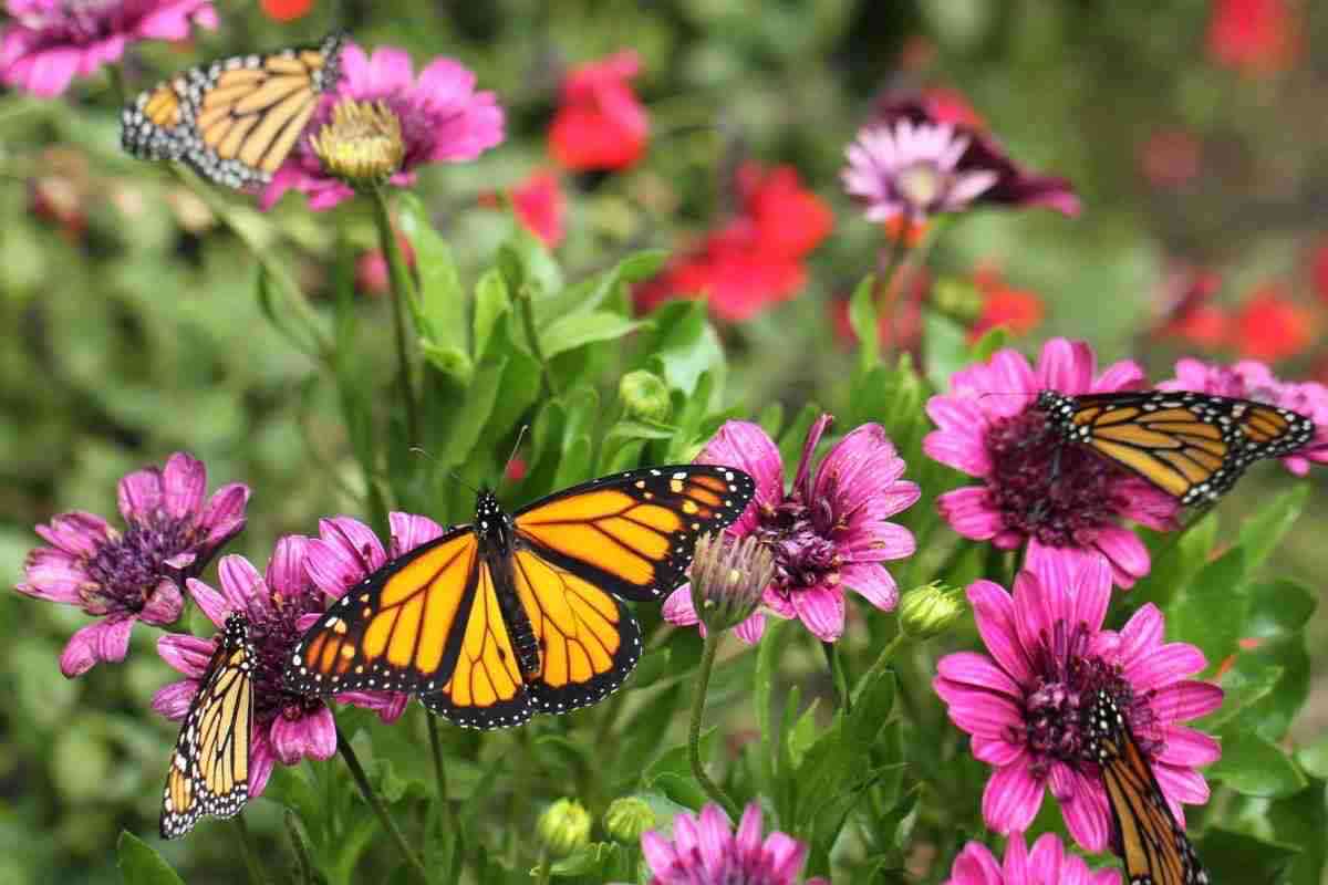 Farfalle nel giardino