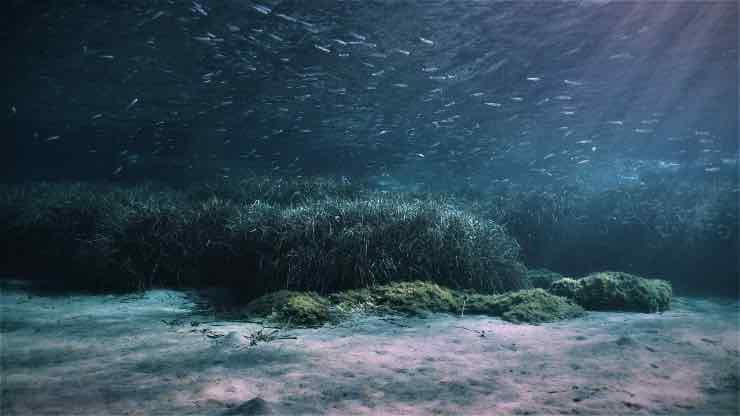 Fondo degli oceani