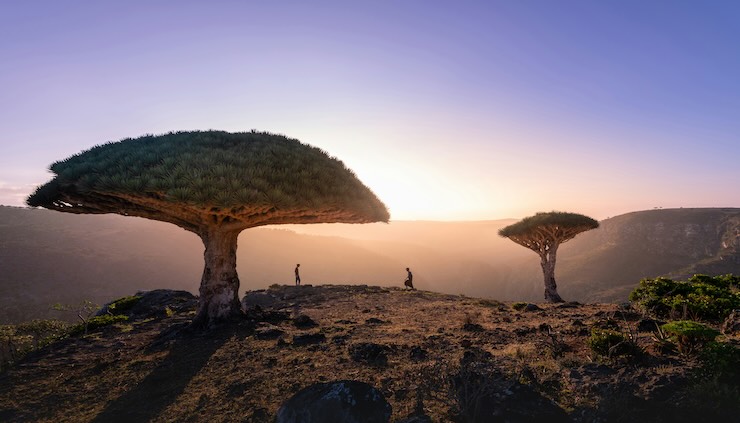 alberi di Socotra