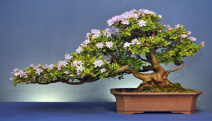 bonsai