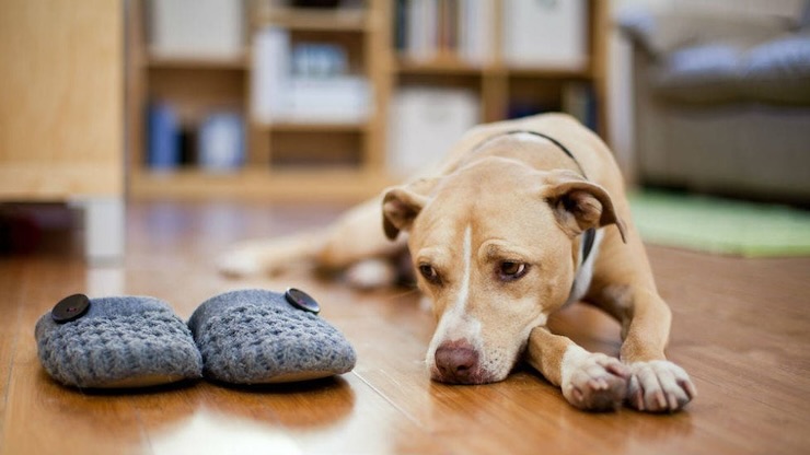 cane che aspetta il padrone