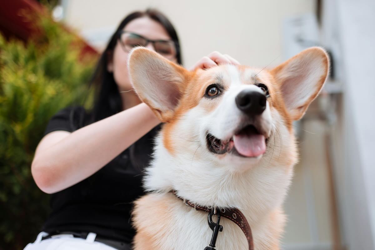 corgi che viene accarezzato