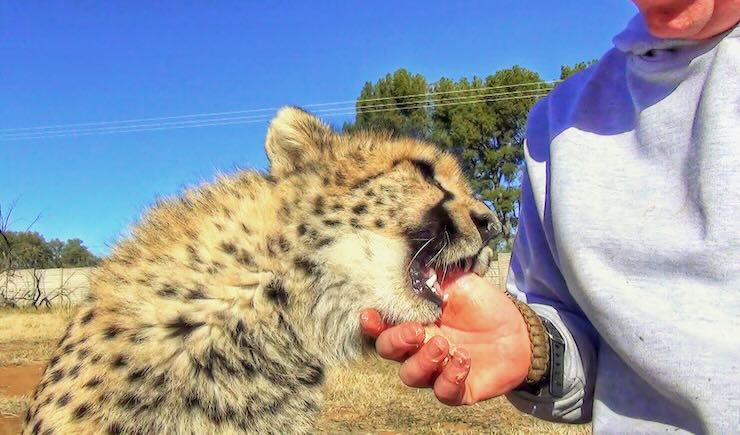 cucciolo di ghepardo e volontario