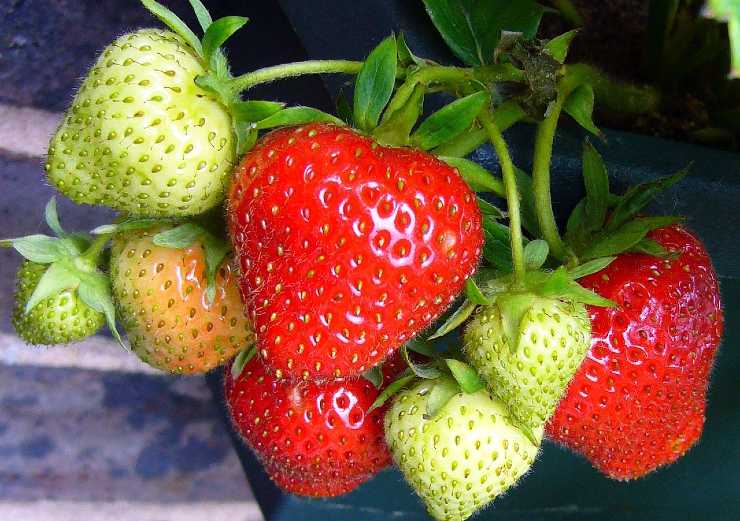 Fragole balcone