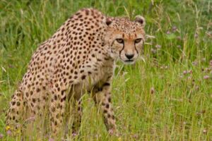ghepardo in tensione