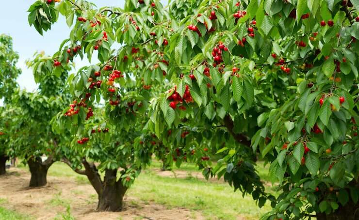 alberi di ciliegie